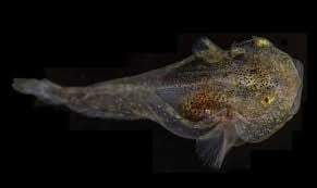 Peces cargados con anticongelante