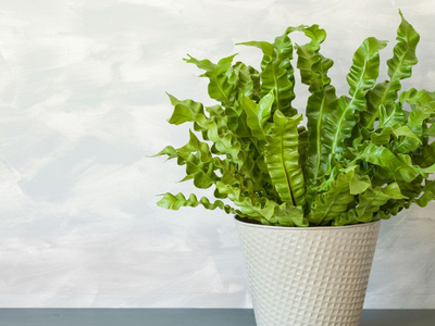 Plantas: conocé este helecho que solo tenés que regar 1 vez por semana y se mantiene hermoso