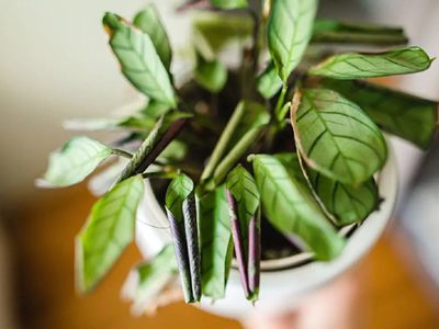 Plantas: el truco infalible para que las hojas se vean brillantes y saludables