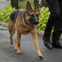 Perros identifican algunas palabras con objetos: Estudio
