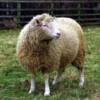 Se cumplen 26 años de la oveja Dolly, primer mamífero clonado