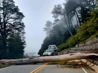 Cortaron la Ruta de los Siete lagos por la caída de un gran árbol cerca del mirador de Lago Escondido