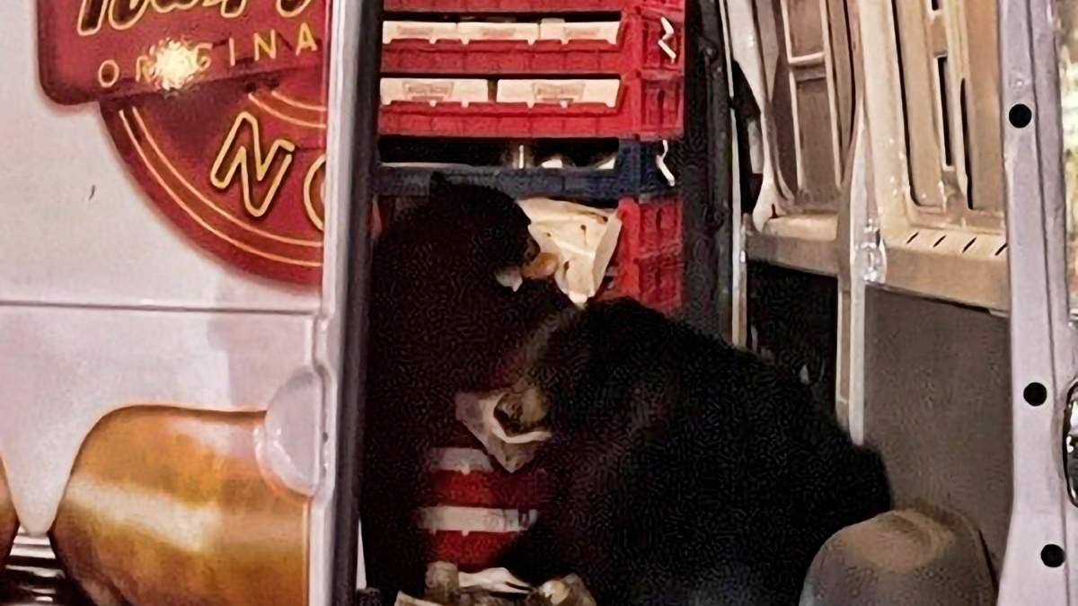 Dos osos dentro de una camioneta de donas en Anchorage, Alaska