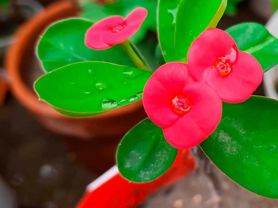 La planta que se roba toda tu energía, según el Seng Shui: dónde colocarla para que no afecte a tu hogar