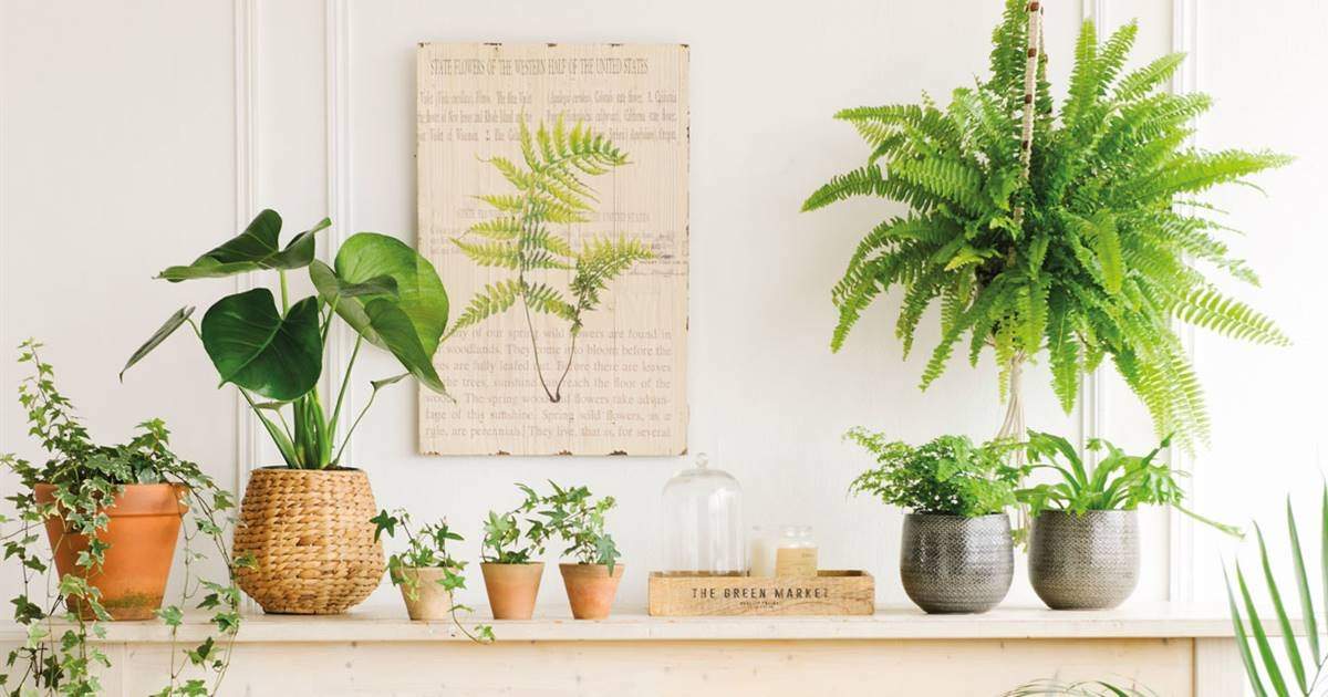 Plantas. Fuente: (X)