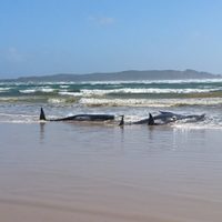 Mueren 250 ballenas piloto tras encallar en una playa de Nueva Zelanda