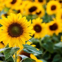 Preparate para el verano: así podés germinar plantas de Girasoles y tener las flores más lindas en tu jardín