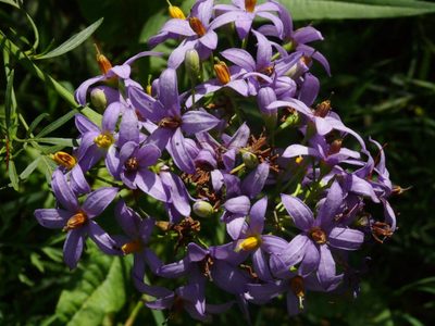 La planta nativa con hermosas flores lilas que podés tener también en el interior de tu casa
