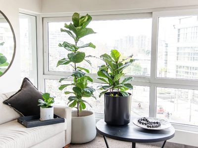 3 plantas que son perfectas para tener en tu living y darle ese toque tropical que tanto querés