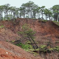 Los Chimalapas: Devastación al amparo de un conflicto territorial*