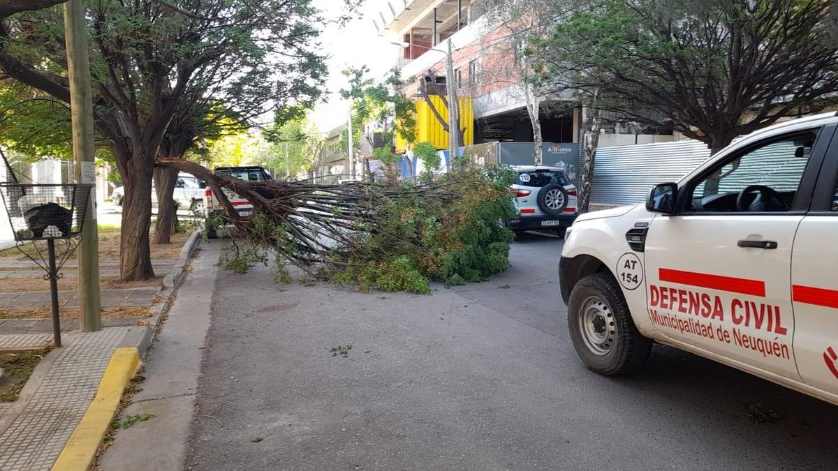 Caída de un árbol en la capital por el temporal de viento. Fuente: (Protección Ciudadana)