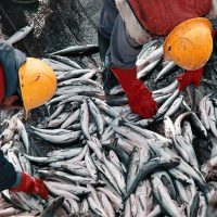 Adiós a las retenciones en productos de pesca