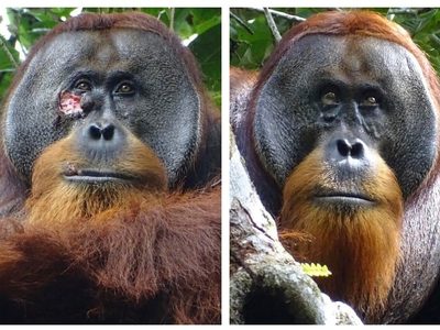 Rakus, el orangután que usó una planta medicinal para tratarse una herida