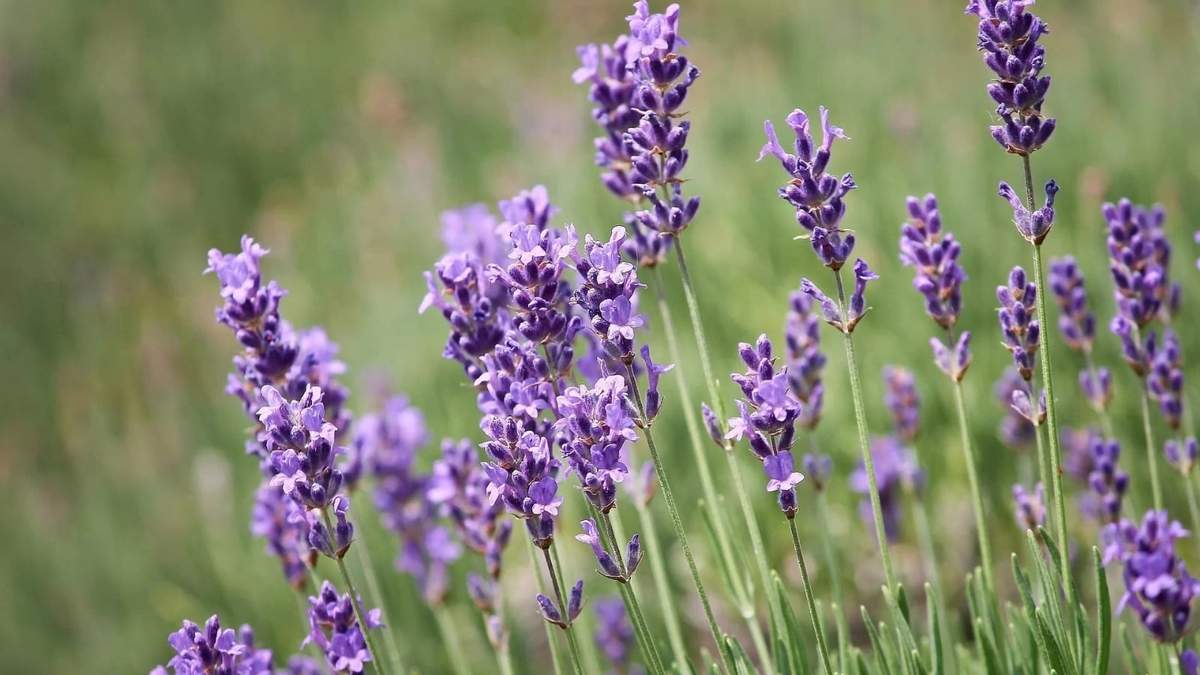 Lavanda. Fuente: (X)
