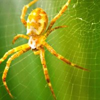 La increíble razón por la que no deberías matar las arañas que aparecen en tu hogar