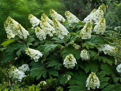 La planta con hermosas hojas y flores que los viveros venden carísimas