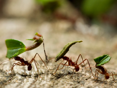 Sin químicos carísimos: el truco definitivo para mantener las hormigas bajo control en tu jardín