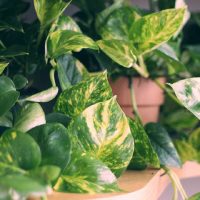 La razón más valiosa para tener esta hermosa planta en casa
