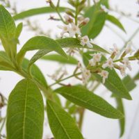 La planta favorita de todas las abuelas que podés cultivar en casa muy fácil