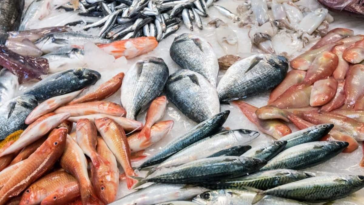 Pescadazo en el Congreso. Fuente: (Twitter)