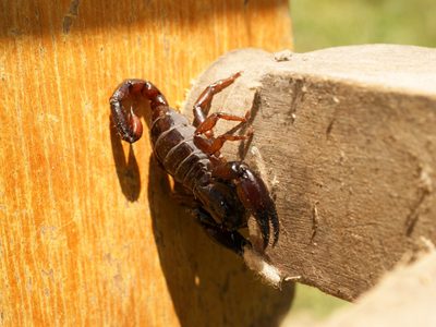 Repelente casero para alacranes: alejá a estos peligrosos insectos de tu hogar con esta fórmula casera de 3 ingredientes