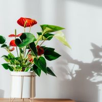 La planta de moda que podés cultivar muy fácil en agua y llenar de color toda tu casa