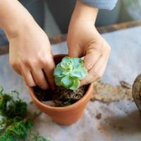 Si te encantan las suculentas, mirá este truco de los jardineros para reproducirlas gratis y en tiempo récord