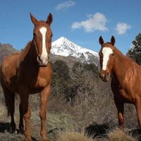 La Policía rescató a dos caballos en mal estado en Neuquén Capital