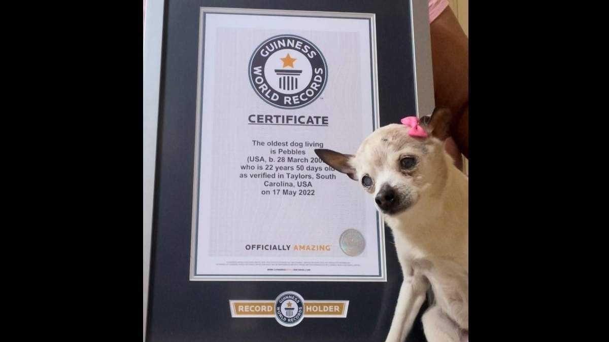 Récord Guinness por ser la perra más longeva del mundo
