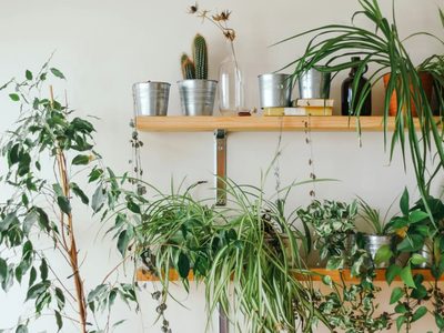 La planta que es valiosa para la salud de mujeres mayores de 40 años y quizá no sabías