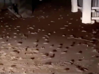 Miles de ratas invaden casas y aterrorizan a toda una población en Australia (Videos)