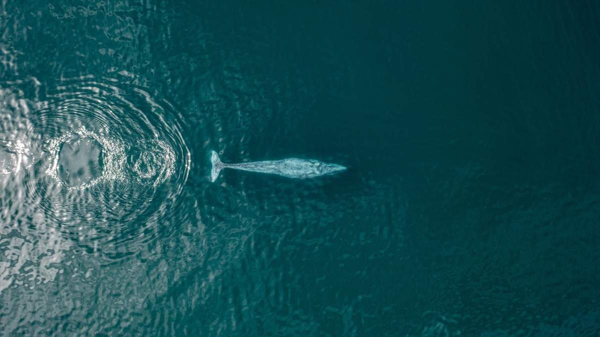 Ballenas