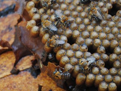 Recuperan la tradición de la apicultura con abejas nativas