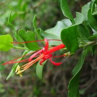 Con sus flores rojas y su mágica leyenda, el quintral embellece la Patagonia cada primavera