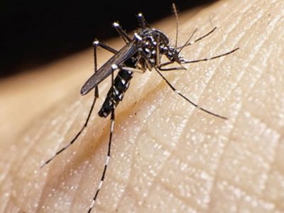 No pican a todos por igual: 4 olores que atraen poderosamente a los mosquitos