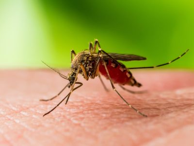 Preocupación en Florida: planean liberar mosquitos transgénicos al ambiente