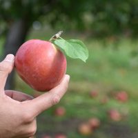 Tené tu propio árbol de manzanas en tu jardín, con estos consejos fáciles y efectivos de los expertos jardineros