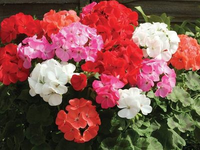 El truco de la abuela para reproducir tus malvones de forma fácil y que dé las más bellas flores
