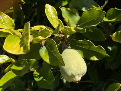 La planta pequeña que todo principiante debe tener dentro de casa