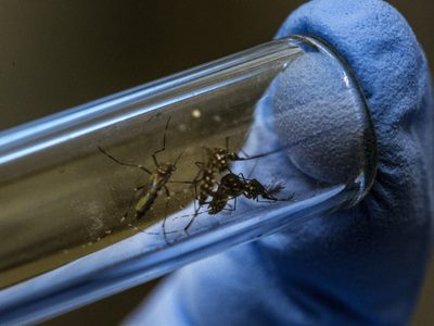 El dengue avanza más veloz que el coronavirus: ya hay casi 400 casos