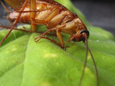 Las plantas que tenés que sacar ya de adentro de tu casa porque atraen a las cucarachas