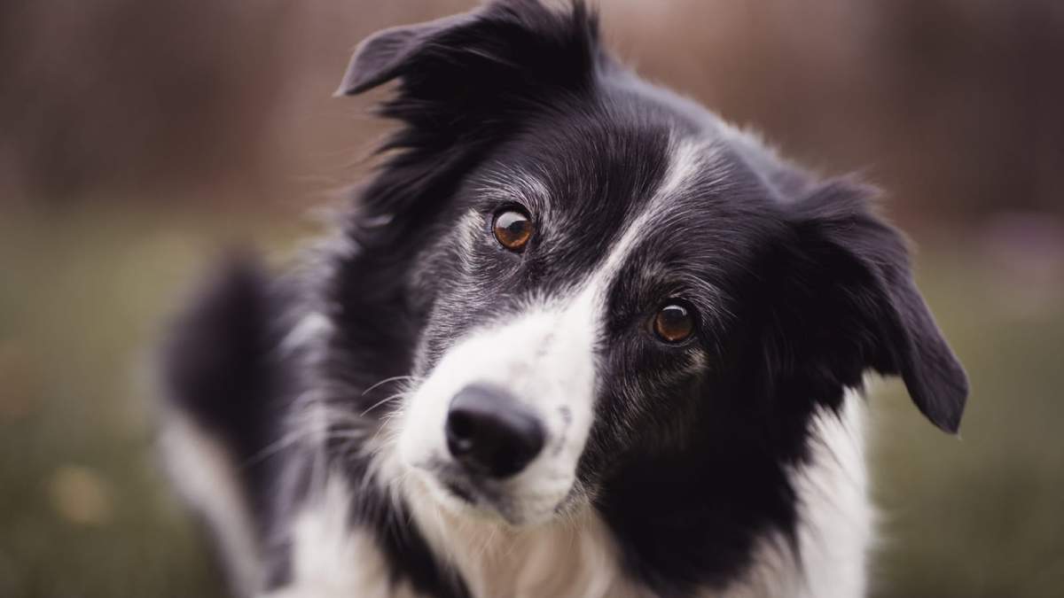Border Collie. Fuente: (Instagram)