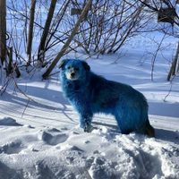 Extraño fenómeno causa revuelo en Rusia: captan imágenes de unos perros azules