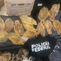 Juez vincula a proceso a un ciudadano chino detenido en el AICM con 416 vejigas de totoaba