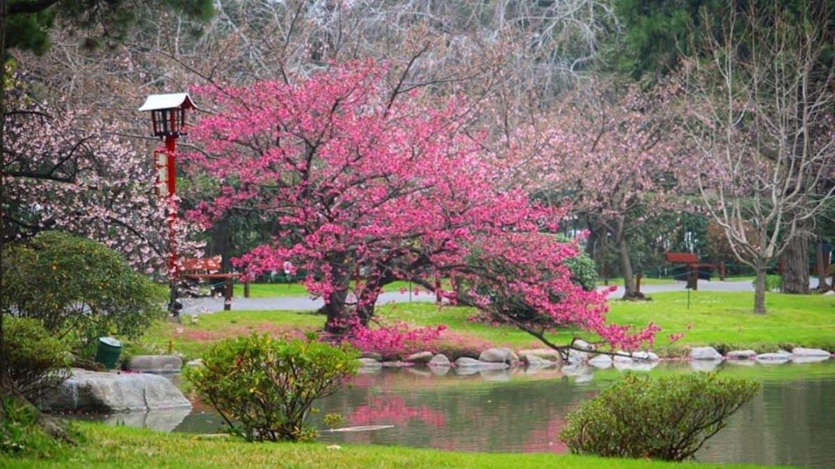 Compra futura en el Jardín Japonés. Fuente; (facebook)