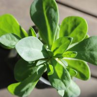 La planta pequeña con mala fama que esconde muchos beneficios para tu salud