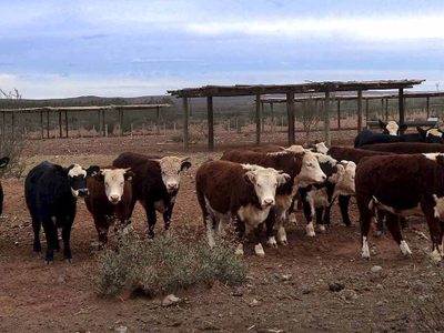 Preocupación: aumentan los casos de furtivismo y abigeatos en el sur de Neuquén