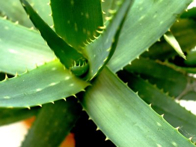 El facilísimo ritual que tenés que realizar con Aloe Vera para reducir tus deudas y atraer más dinero