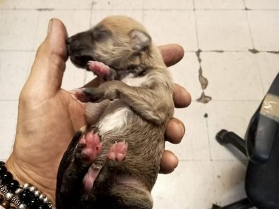 Tiran por accidente a cachorro en vías del Metro Chabacano