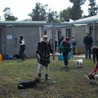 Refugios de animales en la CDMX: regulación sin apoyo real del Estado a rescatistas